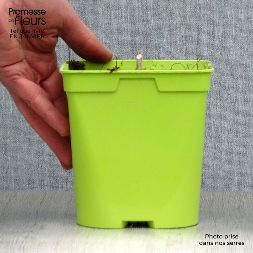 Example of Hosta Revolution Pot van 2 l/3 l as you get in hiver