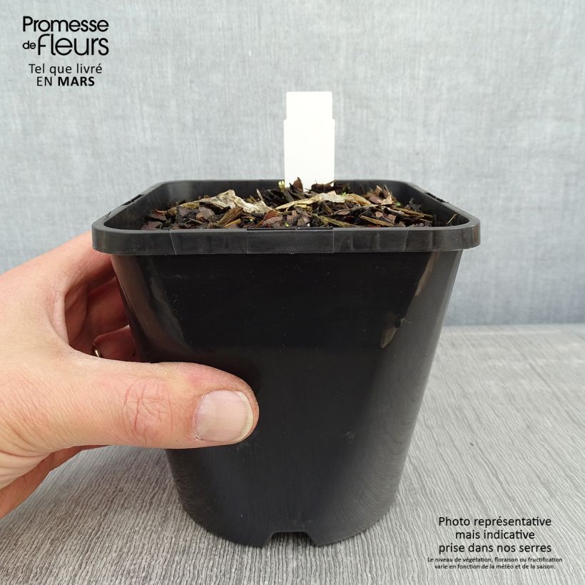 Example of Hosta Ripple Effect Pot van 1,5 l/2 l as you get in hiver