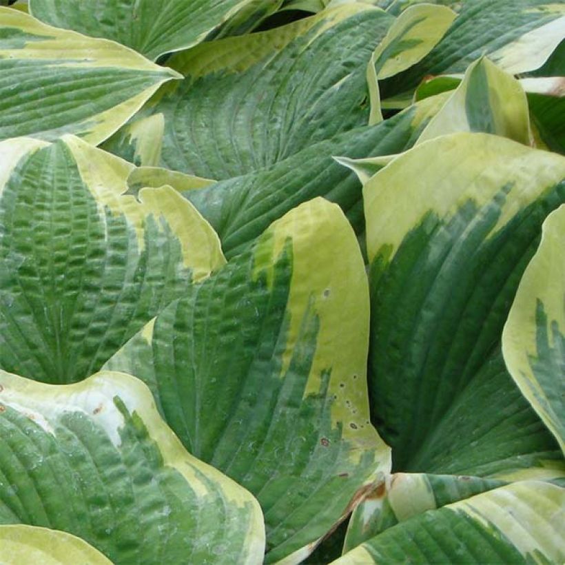Hosta Robert Frost - Hartlelie (Foliage)