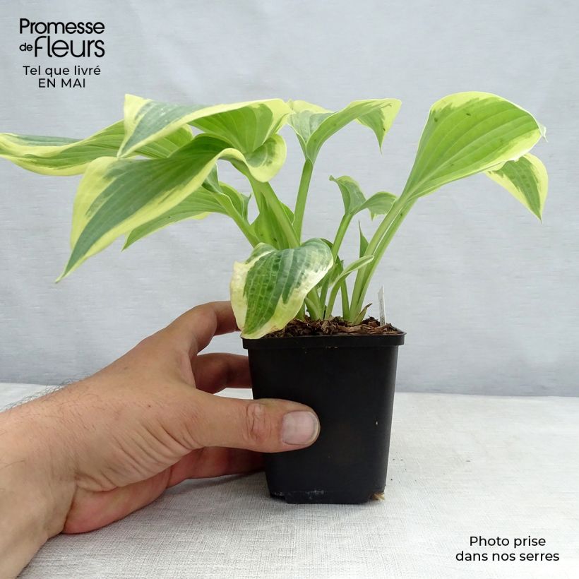 Exemplaar van Hosta Robert Frost - Hartlelie Kweekpotje van 8/9 cm zoals geleverd in de lente