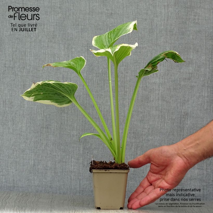 Exemplaar van Hosta Robert Frost - Hartlelie Kweekpotje van 8/9 cm zoals geleverd in de zomer