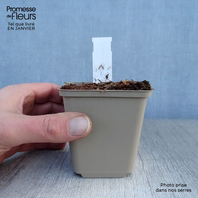 Example of Hosta Robert Frost Kweekpotje van 8/9 cm as you get in hiver