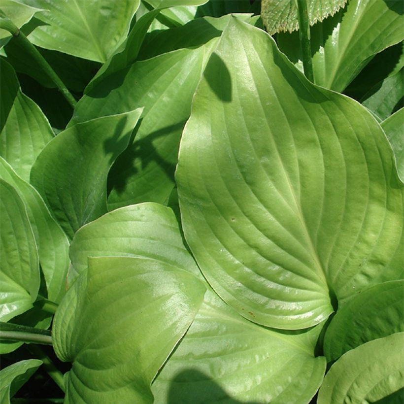 Hosta Royal Standard - Hartlelie (Foliage)