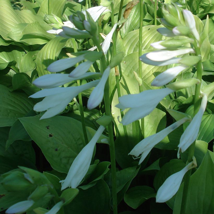 Hosta Royal Standard - Hartlelie (Flowering)