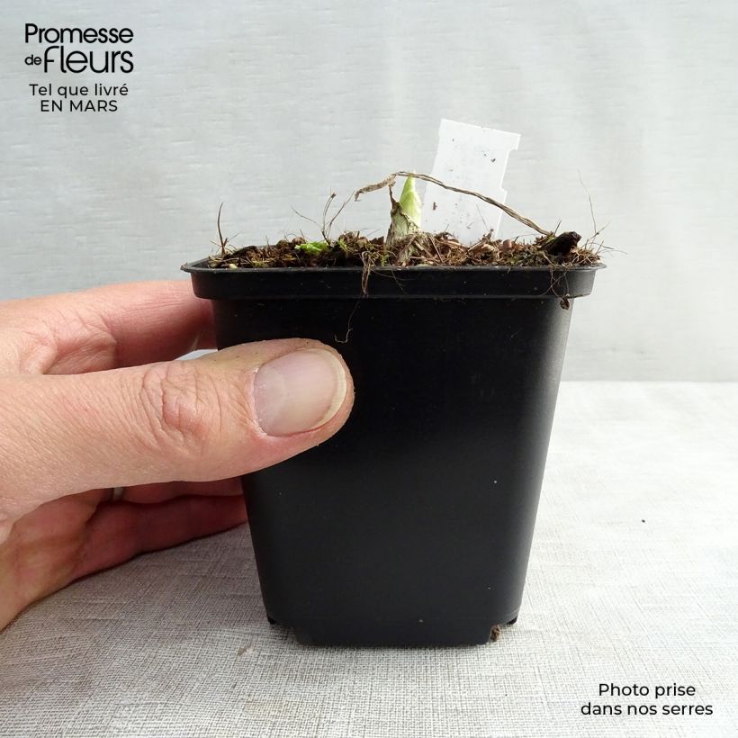 Exemplaar van Hosta Royal Standard - Hartlelie Kweekpotje van 8/9 cm zoals geleverd in de lente