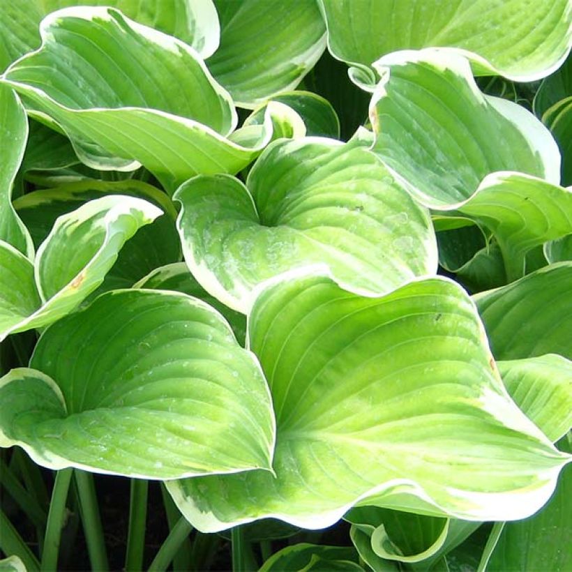 Hosta Sagae - Hartlelie (Foliage)