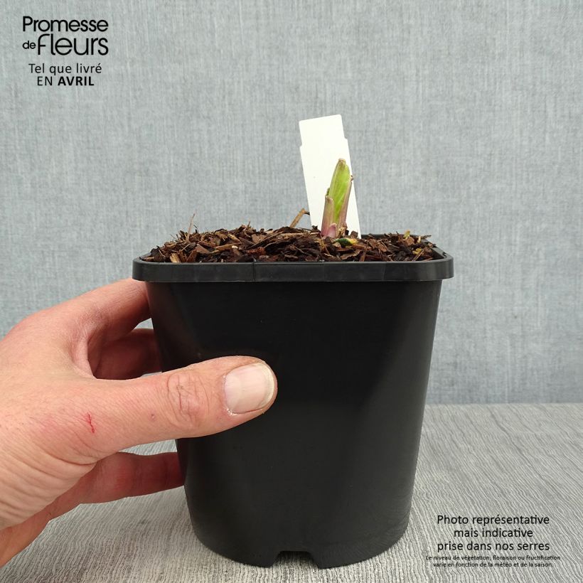 Exemplaar van Hosta Saint Elmo's Fire - Hartlelie Pot van 1,5 l/2 l zoals geleverd in de lente