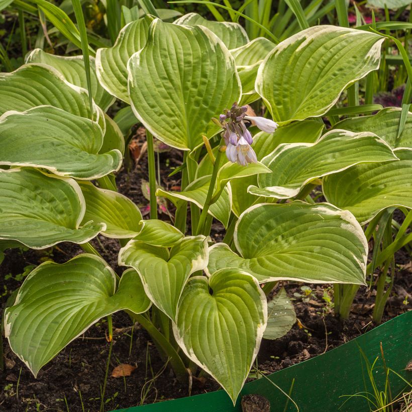 Hosta Saint Elmo's Fire - Hartlelie (Groeiplaats)