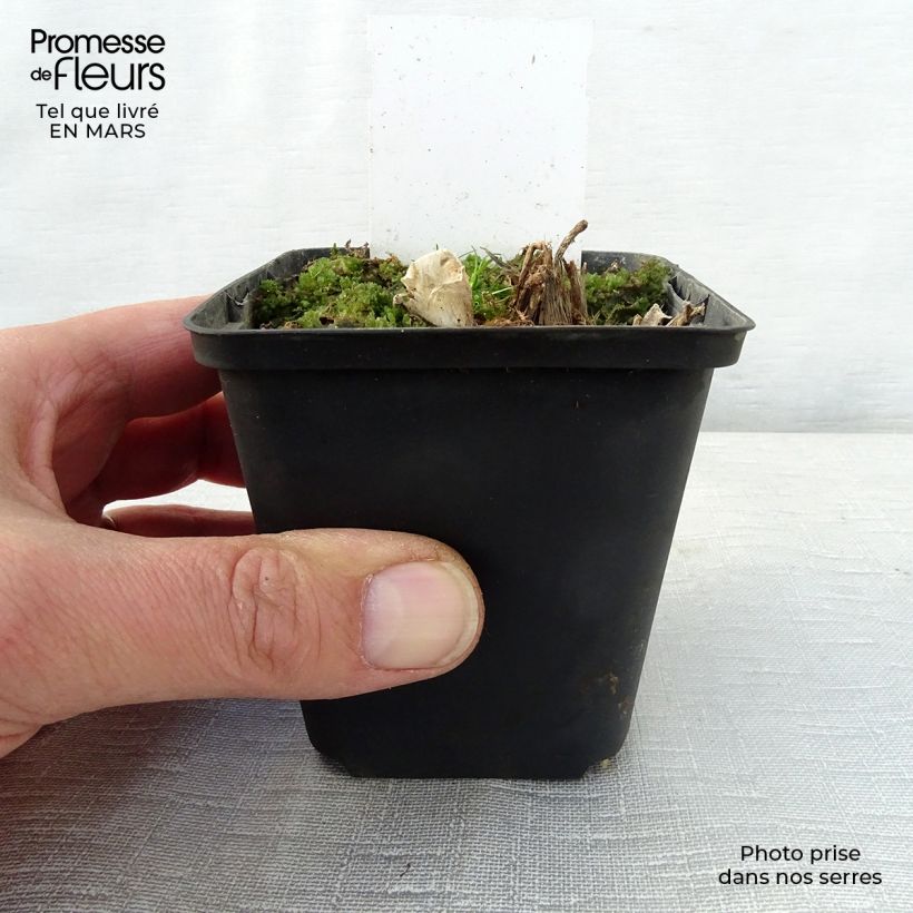 Exemplaar van Hosta Saint Paul - Hartlelie Kweekpotje van 8/9 cm zoals geleverd in de lente