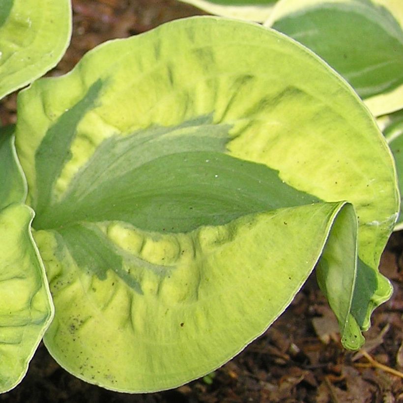 Hosta School Mouse - Hartlelie (Blad)