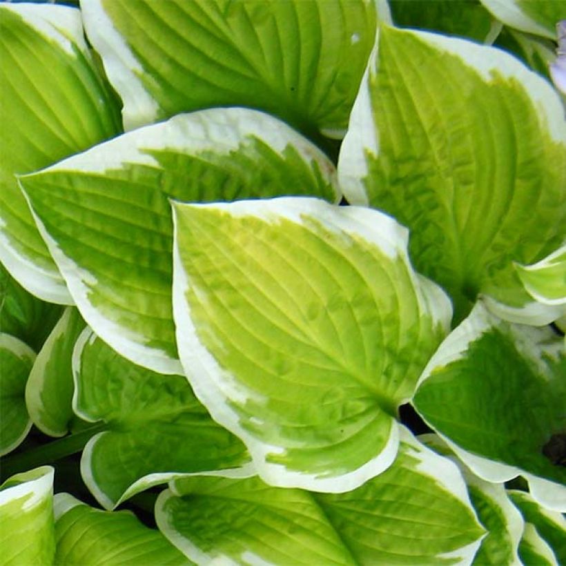 Hosta Shade Fanfare - Hartlelie (Blad)
