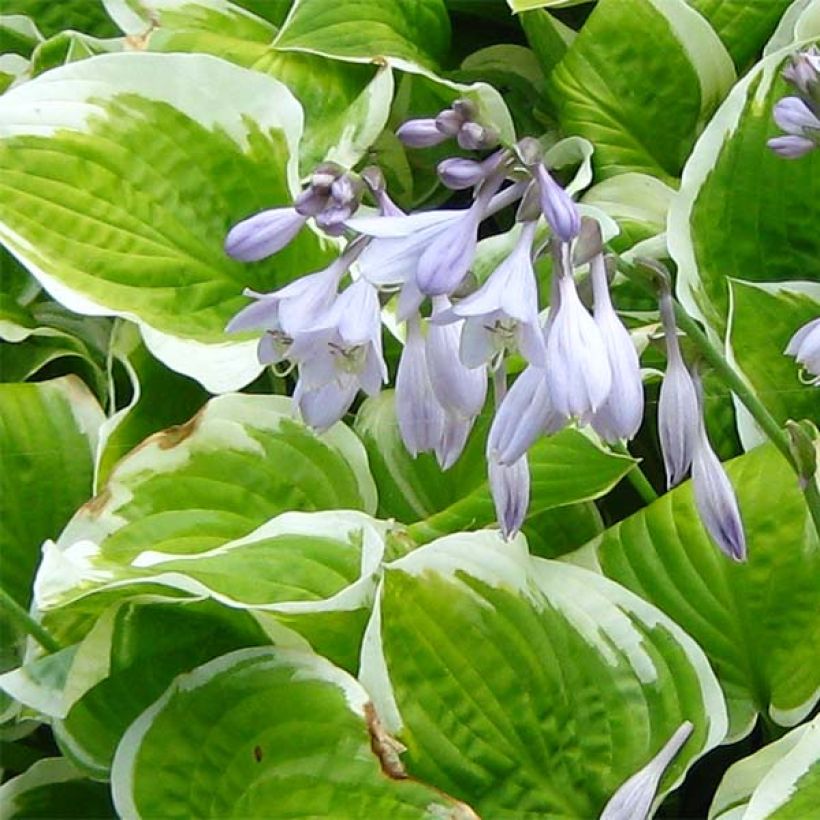 Hosta Shade Fanfare - Hartlelie (Bloei)