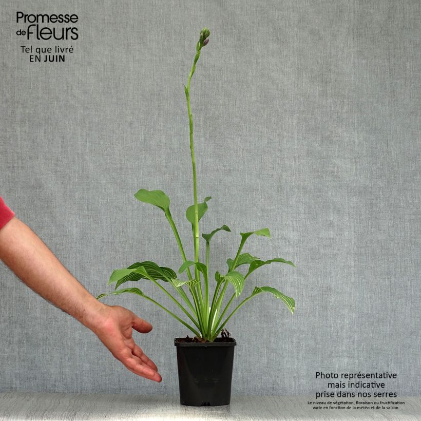 Exemplaar van Hosta Siberian Tiger - Hartlelie Pot van 1,5 l/2 l zoals geleverd in de zomer