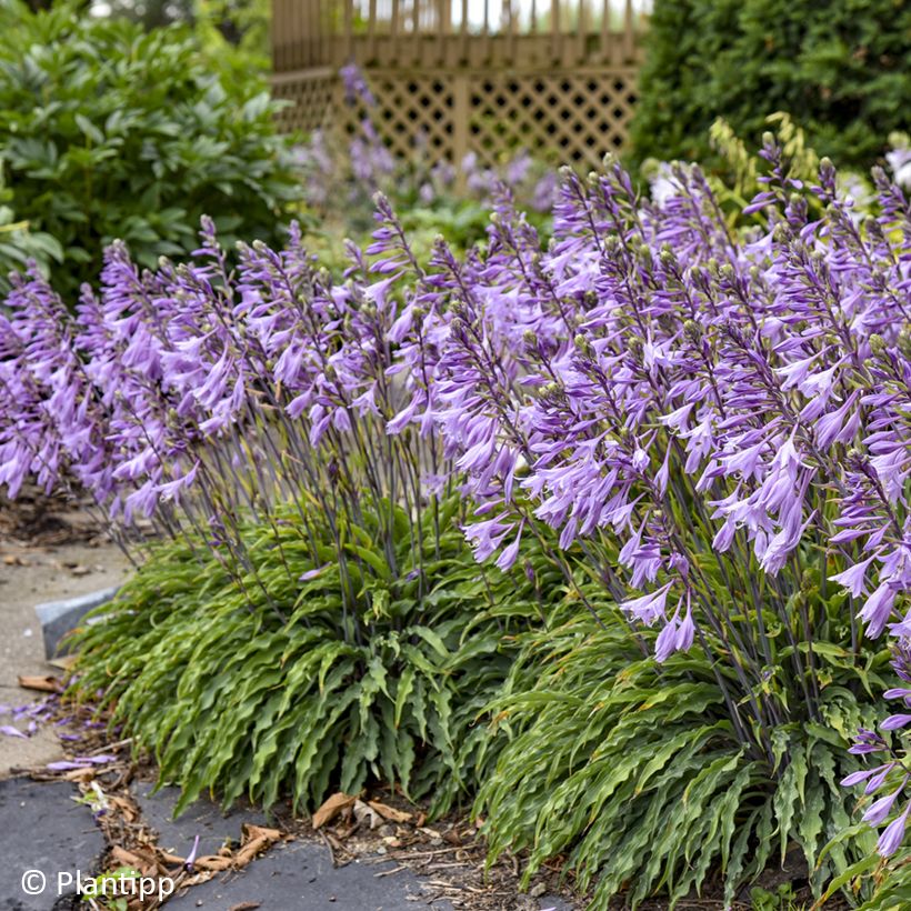 Hosta Silly String - Hartlelie (Bloei)