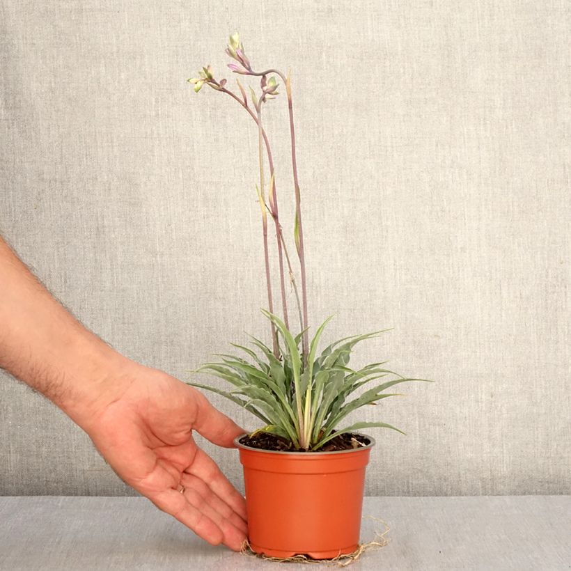 Example of Hosta Silly String - Hartlelie Pot van 12 cm / 13 cm as you get in automne