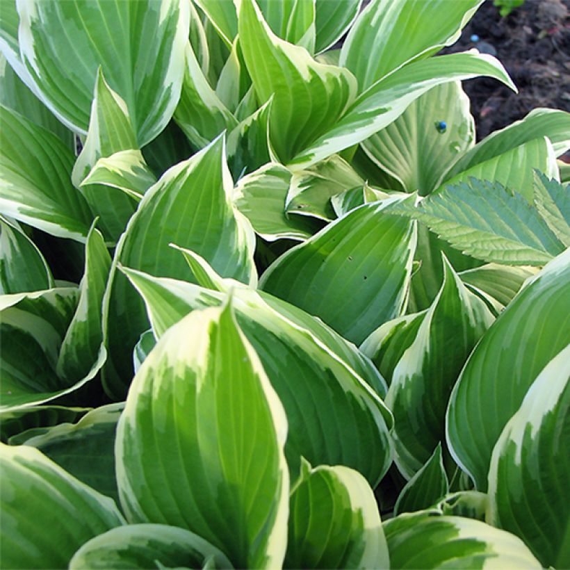 Hosta Silver Crown - Hartlelie (Blad)