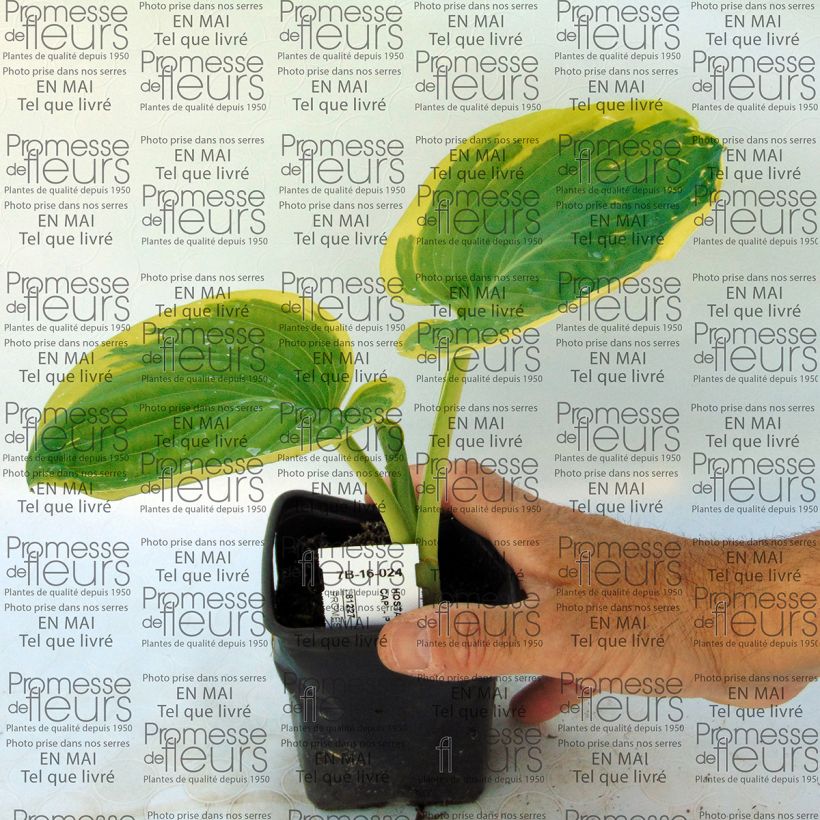 Voorbeeld van een exemplaar van Hosta Snow Cap - Hartlelie Kweekpotje van 8/9 cm zoals geleverd