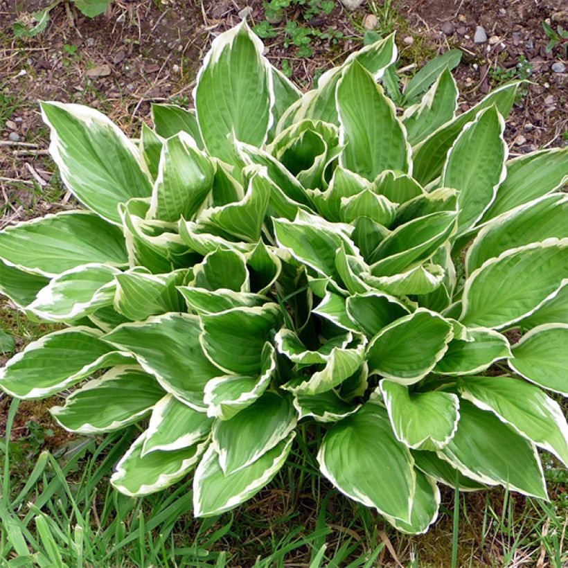 Hosta So Sweet - Hartlelie (Foliage)