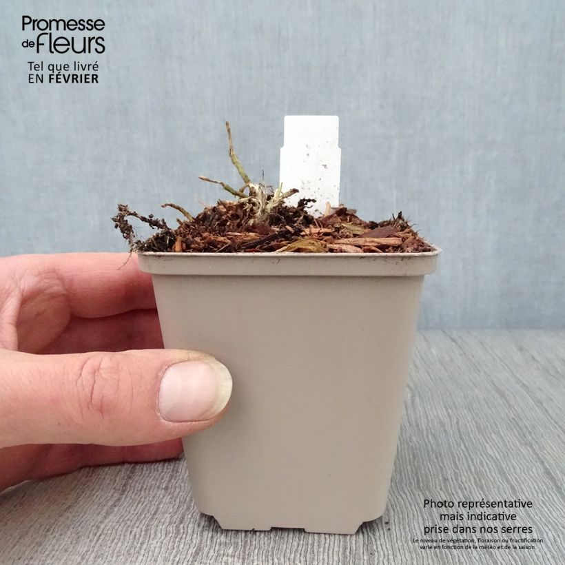 Example of Hosta So Sweet Kweekpotje van 8/9 cm as you get in hiver