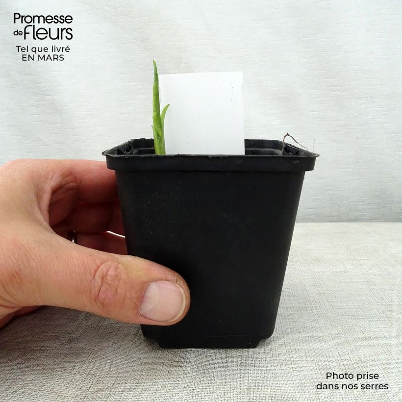 Exemplaar van Hosta So Sweet - Hartlelie Kweekpotje van 8/9 cm zoals geleverd in de lente