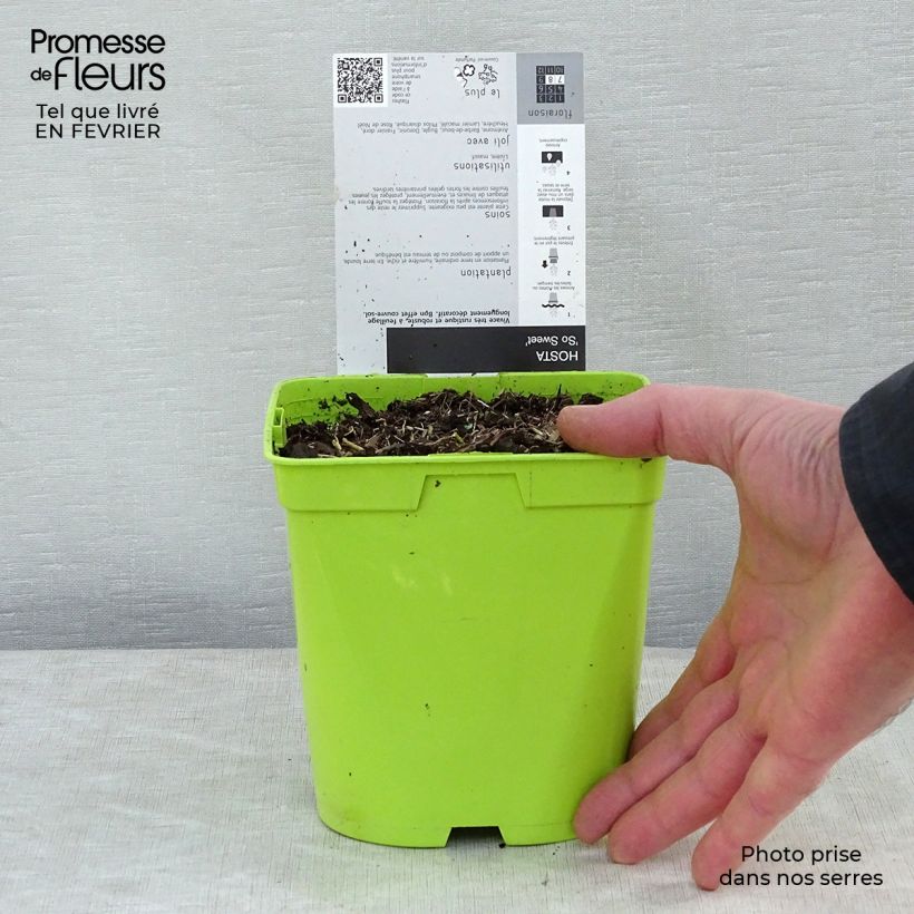 Example of Hosta So Sweet Pot van 2 l/3 l as you get in hiver