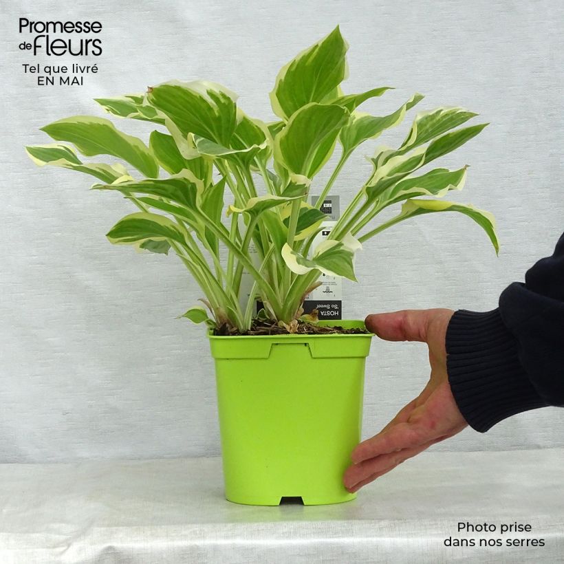 Exemplaar van Hosta So Sweet - Hartlelie Pot van 2 l/3 l zoals geleverd in de lente