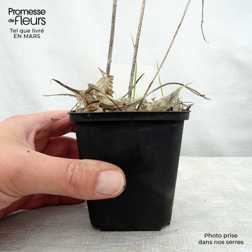 Exemplaar van Hosta Special Gift - Hartlelie Kweekpotje van 8/9 cm zoals geleverd in de lente