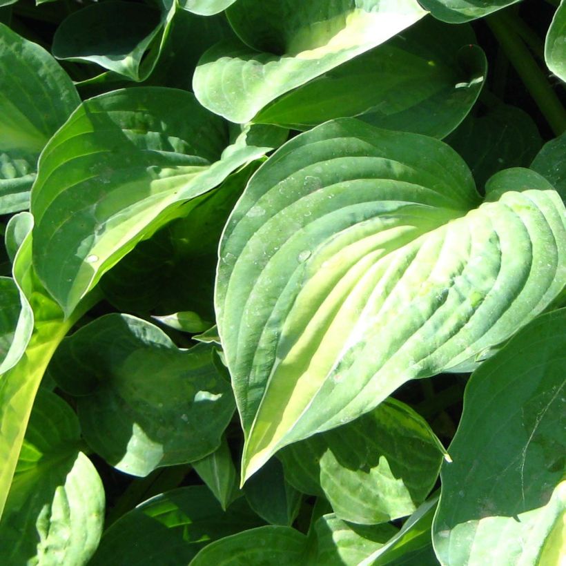 Hosta Striptease - Hartlelie (Foliage)