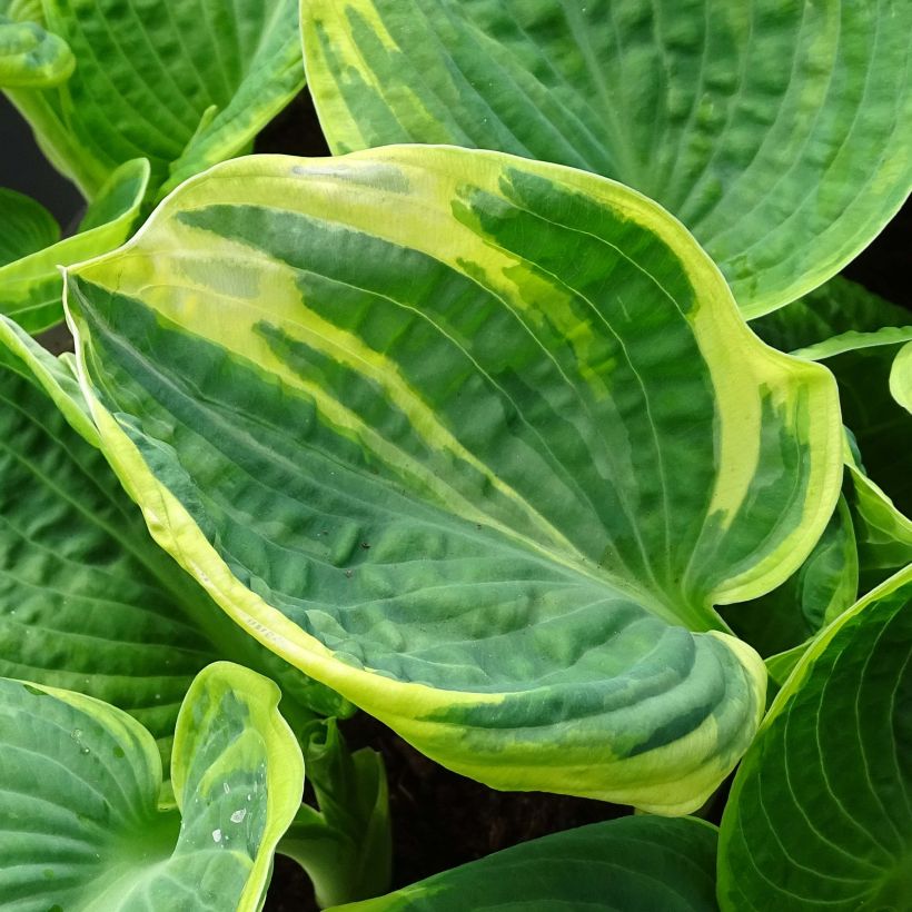 Hosta Sugar Daddy - Hartlelie (Blad)
