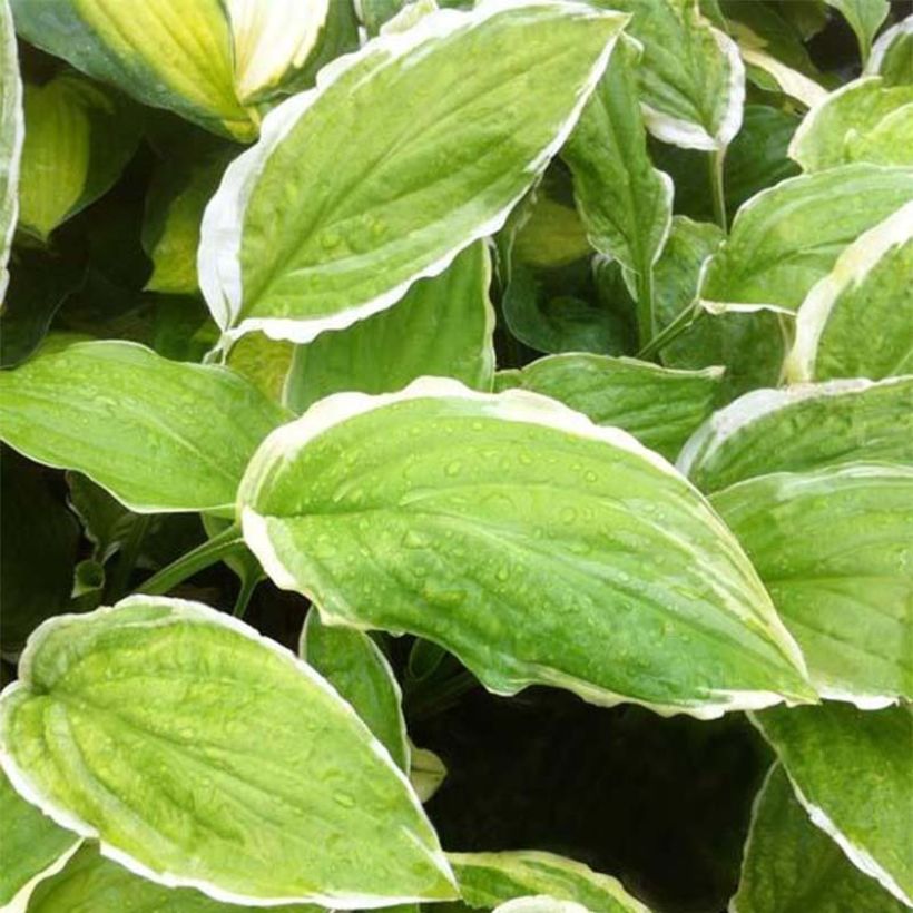 Hosta Sugar and Cream - Hartlelie (Blad)
