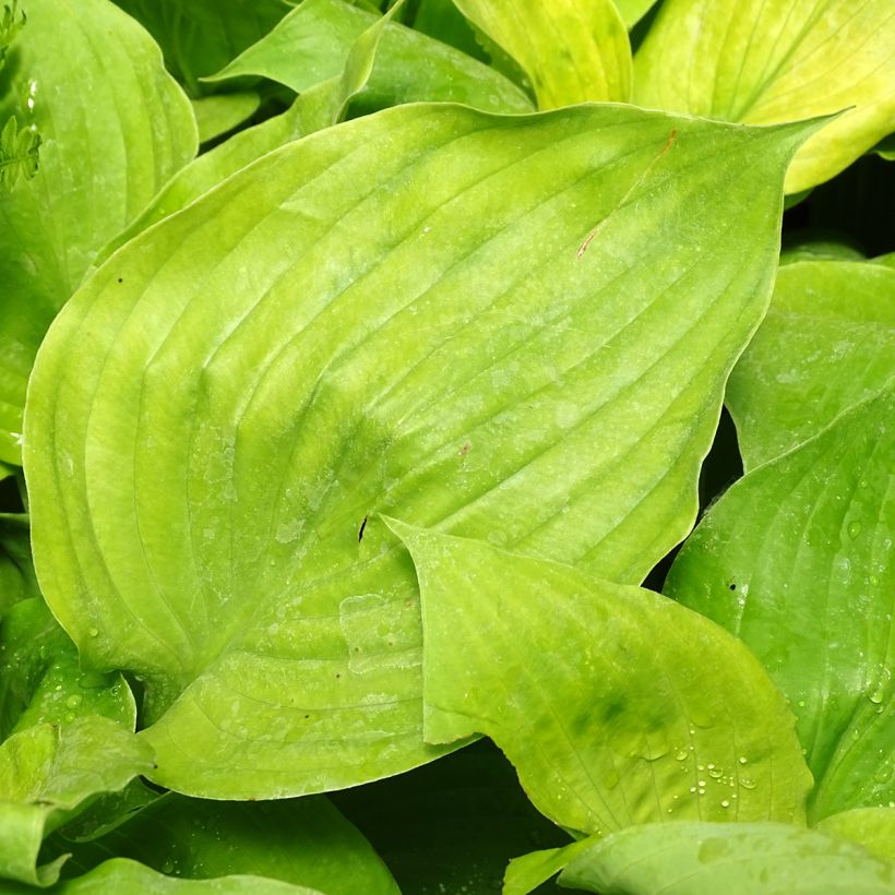 Hosta Sum and Substance - Hartlelie (Foliage)