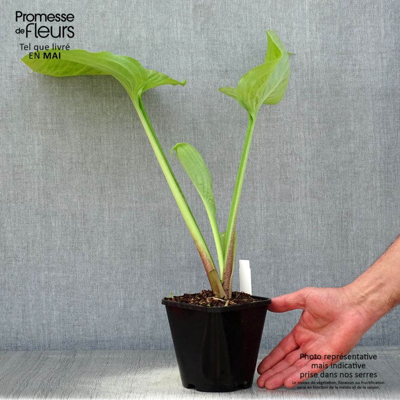 Exemplaar van Hosta Sum and Substance - Hartlelie Pot van 1,5 l/2 l zoals geleverd in de lente
