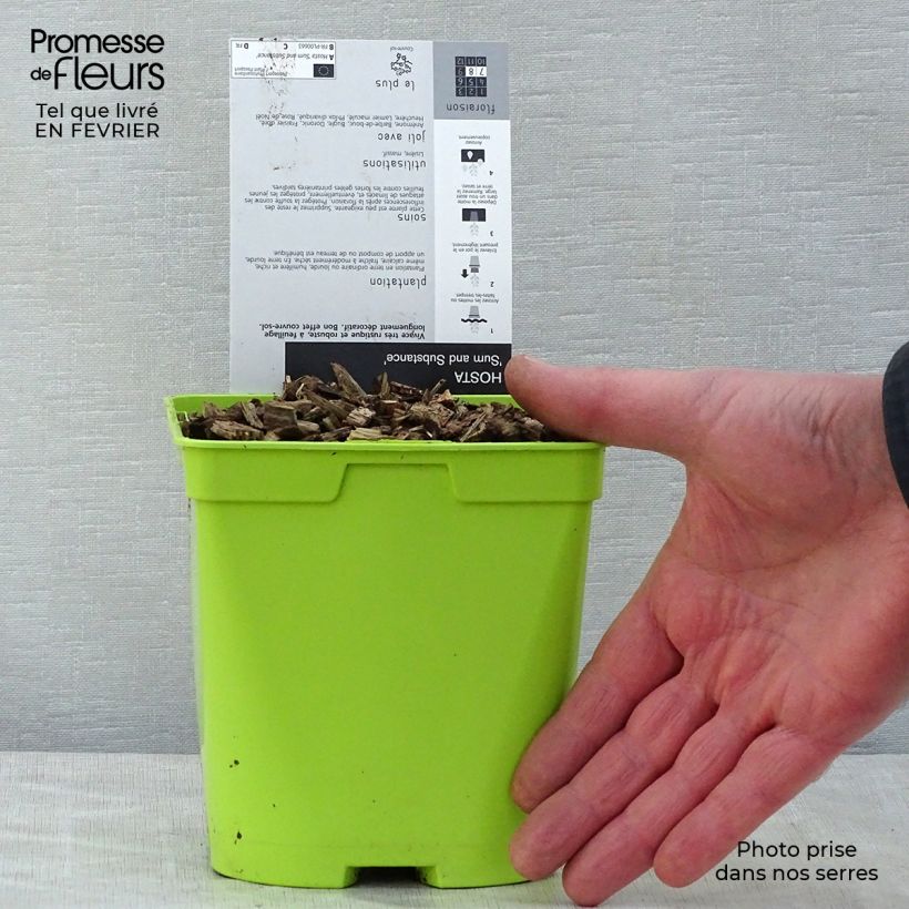 Example of Hosta Sum and Substance Pot van 1,5 l/2 l as you get in hiver