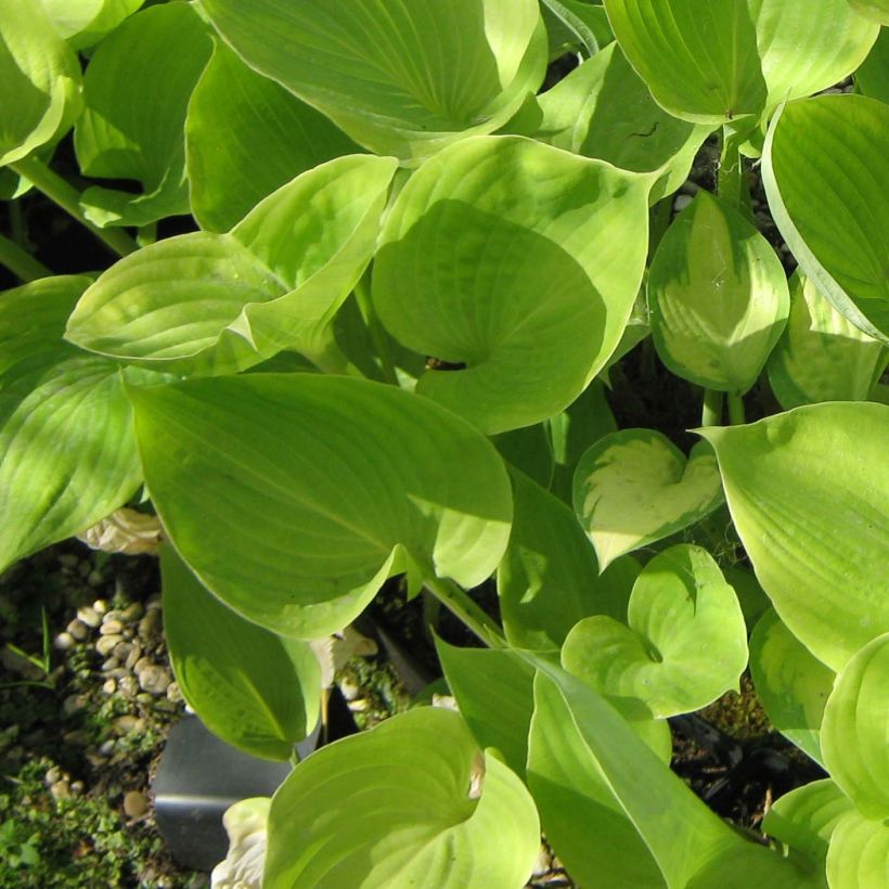 Hosta Sum of All - Hartlelie (Foliage)