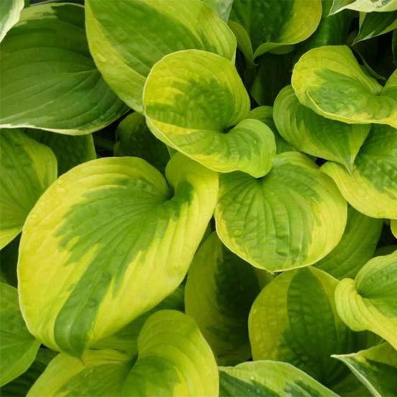 Hosta Summer Breeze - Hartlelie (Foliage)
