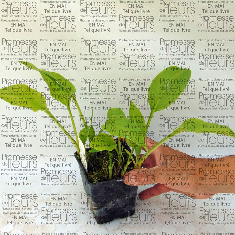 Voorbeeld van een exemplaar van Hosta Sweet Susan - Hartlelie Kweekpotje van 8/9 cm zoals geleverd