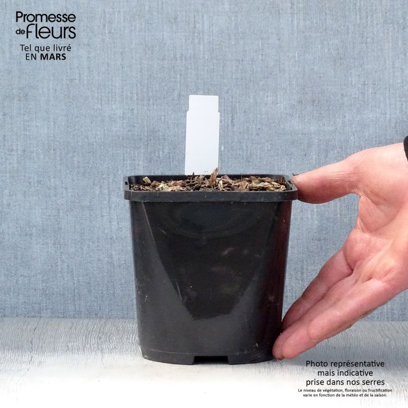 Exemplaar van Hosta T Rex - Hartlelie Pot van 1,5 l/2 l zoals geleverd in de lente
