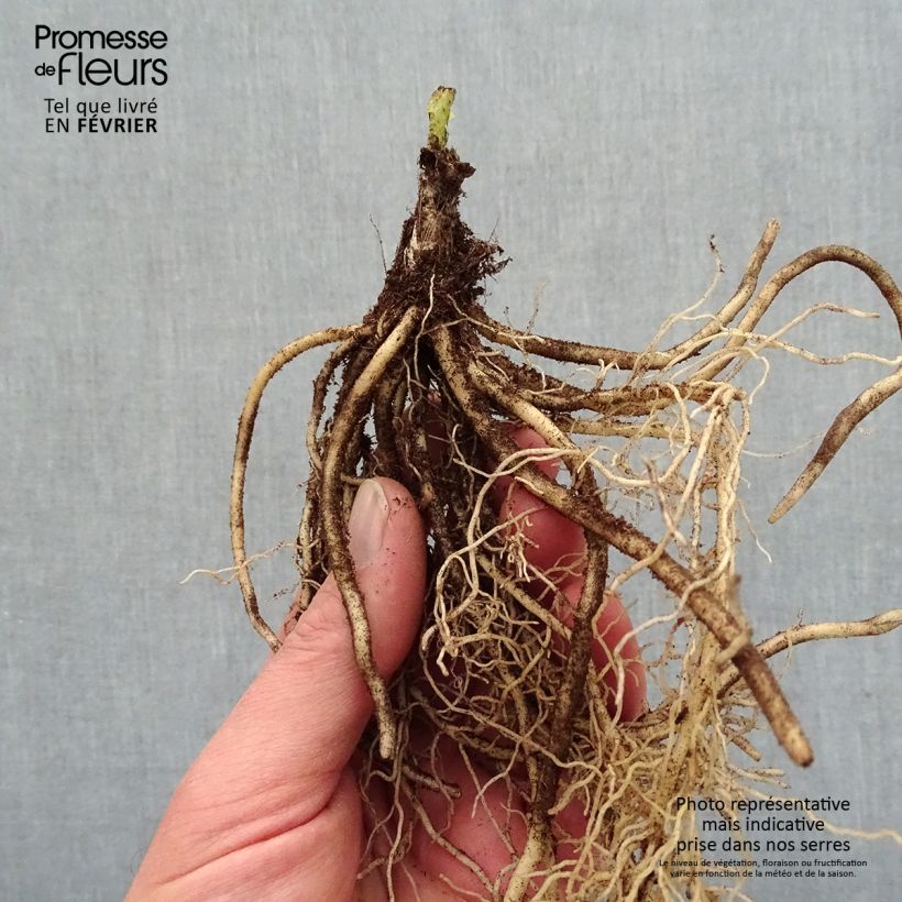 Example of Hosta T Rex  Naakte wortel as you get in hiver