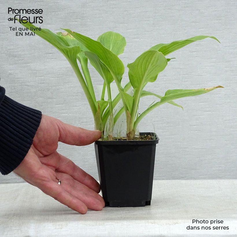 Exemplaar van Hosta Tall Boy - Hartlelie Kweekpotje van 8/9 cm zoals geleverd in de lente