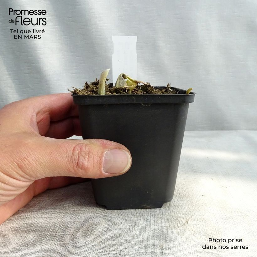 Example of Hosta The King - Hartlelie Kweekpotje van 8/9 cm as you get in hiver