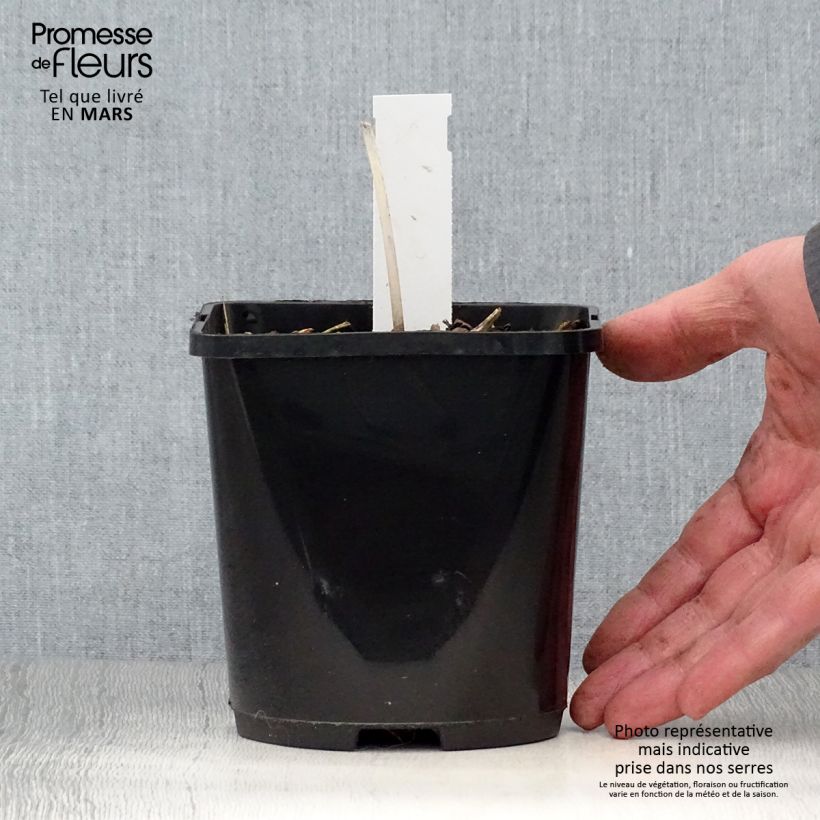 Exemplaar van Hosta The Queen - Hartlelie Pot van 1,5 l/2 l zoals geleverd in de lente