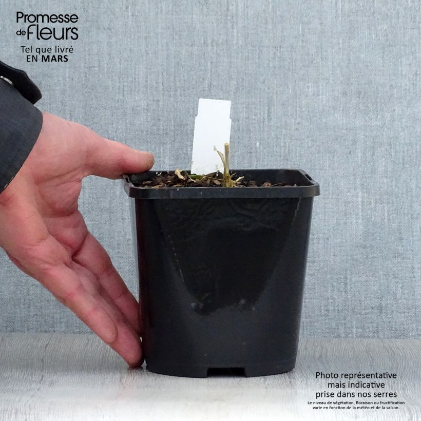 Exemplaar van Hosta Timeless Beauty - Hartlelie Pot van 1,5 l/2 l zoals geleverd in de lente