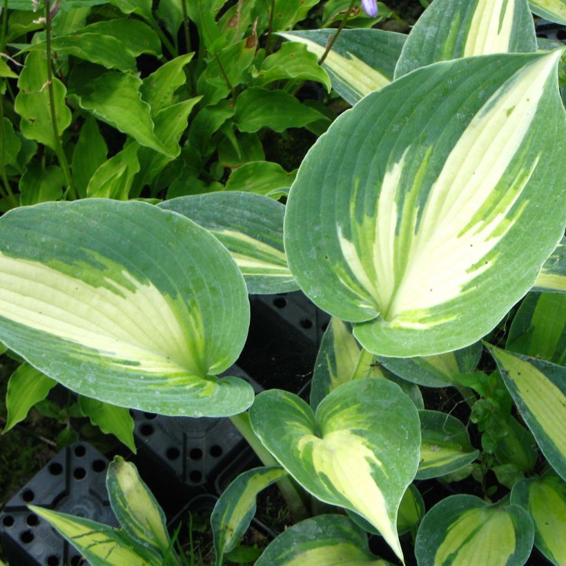 Hosta Touch Of Class - Hartlelie (Foliage)