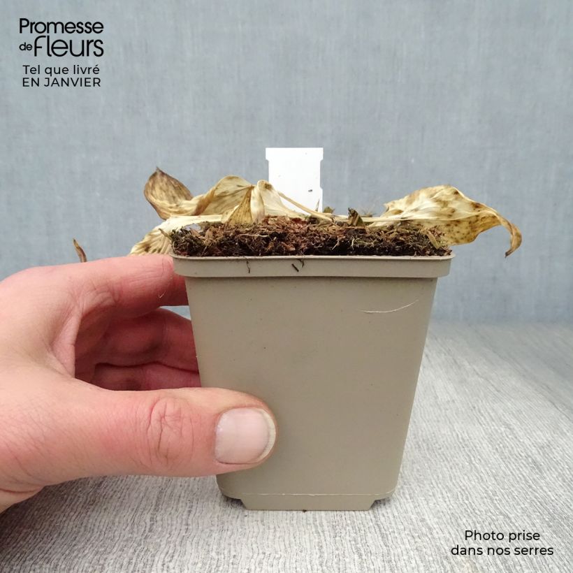 Example of Hosta Touch Of Class Kweekpotje van 8/9 cm as you get in hiver