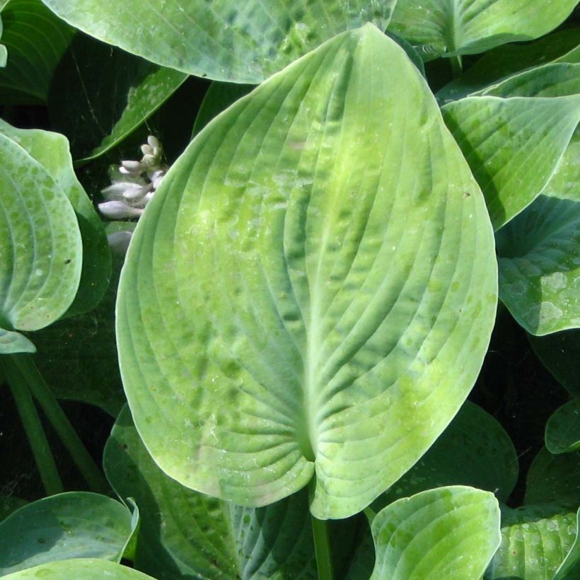 Hosta True Blue - Hartlelie (Blad)
