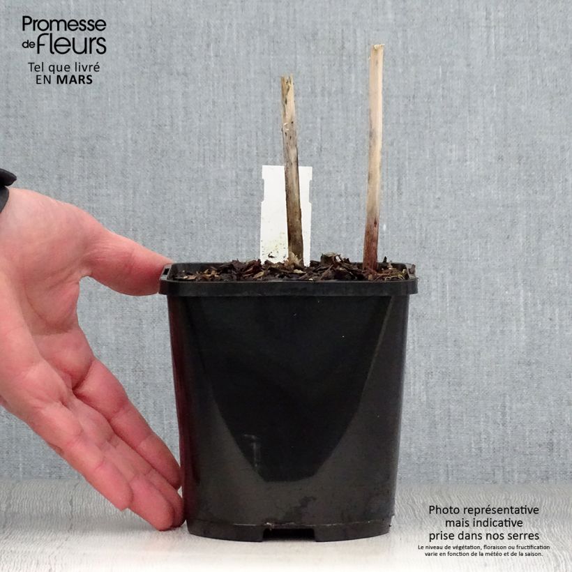 Exemplaar van Hosta Victor - Hartlelie Pot van 1,5 l/2 l zoals geleverd in de lente