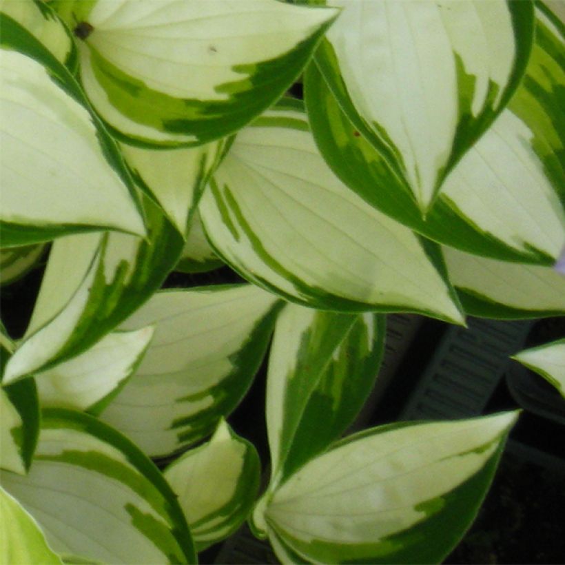 Hosta Warwick Delight - Hartlelie (Blad)