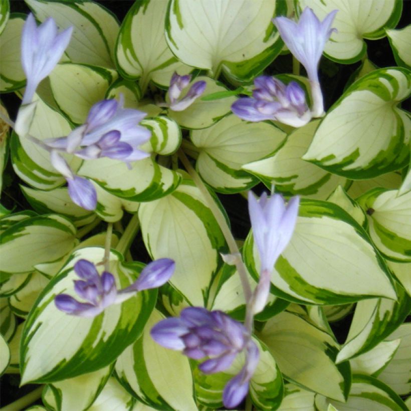 Hosta Warwick Delight - Hartlelie (Bloei)