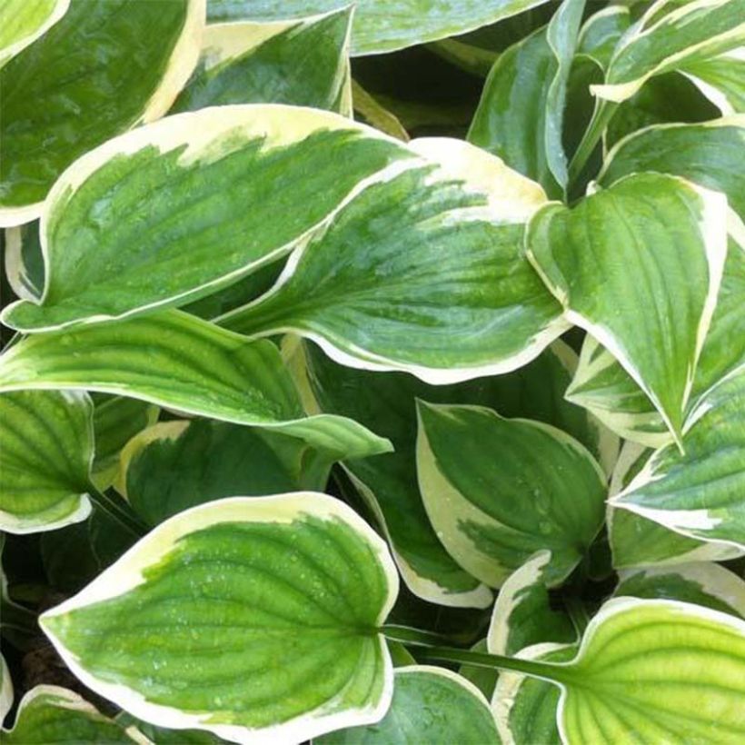 Hosta Warwick Edge - Hartlelie (Blad)
