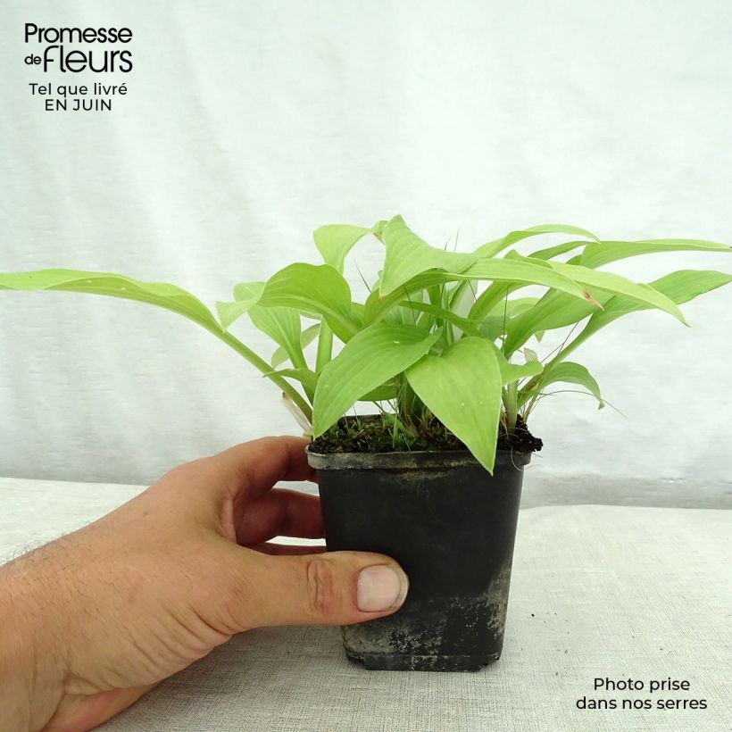 Exemplaar van Hosta White Trumpets - Hartlelie Kweekpotje van 8/9 cm zoals geleverd in de zomer